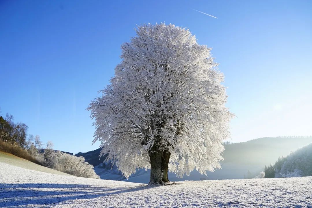 酒中情，雪中夢。.jpg