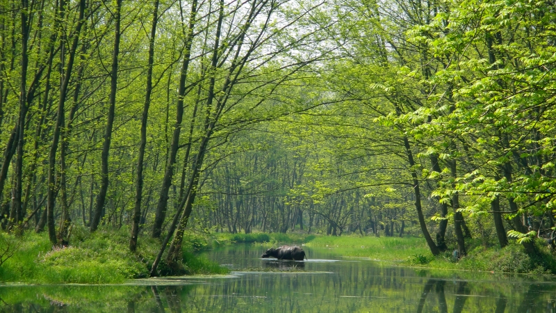 九龍濕地 麗水.jpg