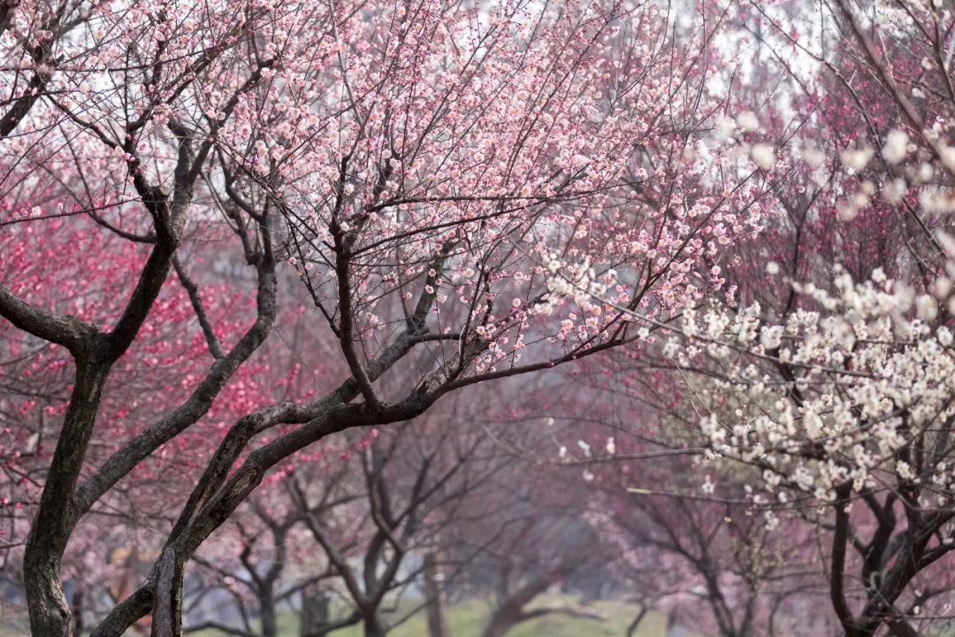 時光匆匆，花開花落.jpg