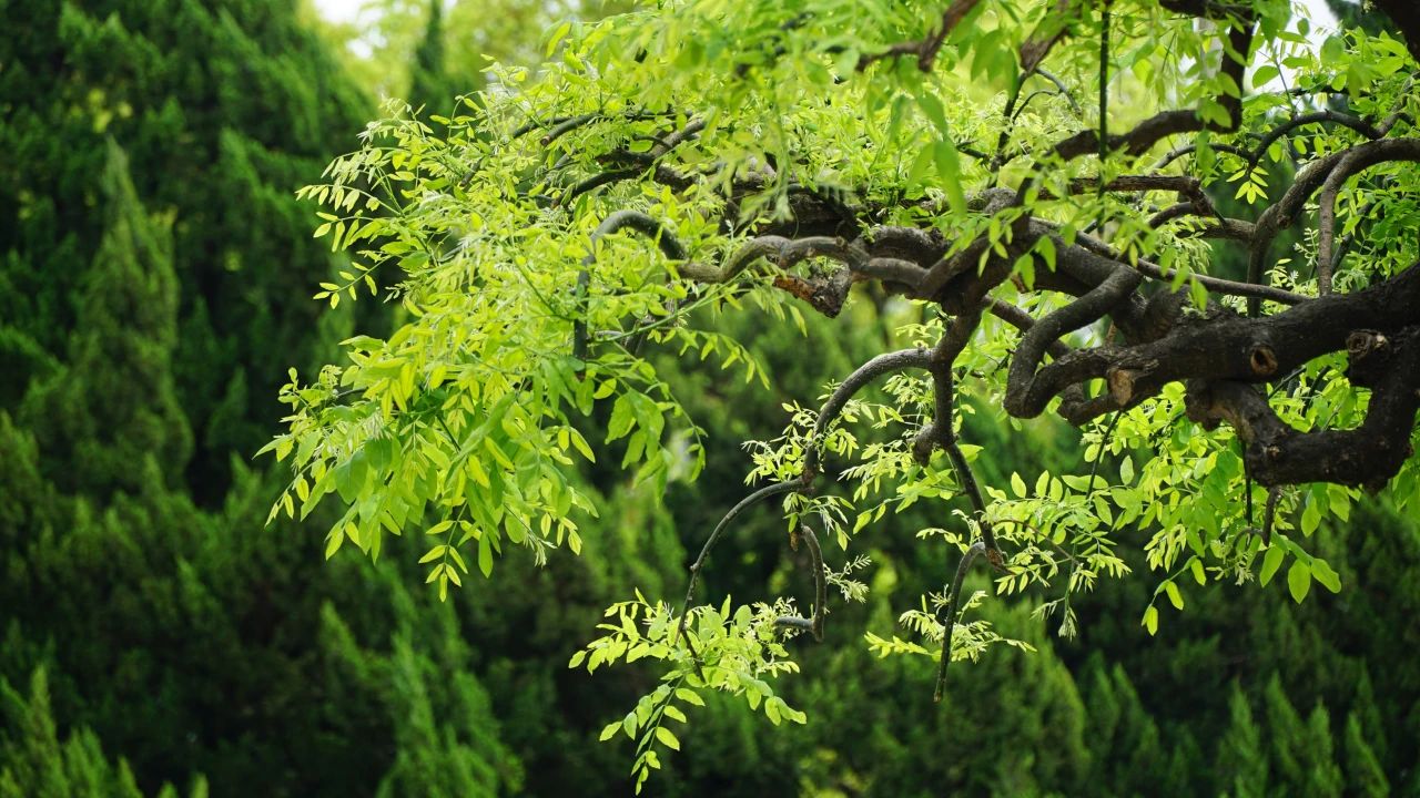 夏天，有一個院子3.jpg